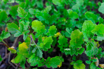 Background with leaves of green plants close-up