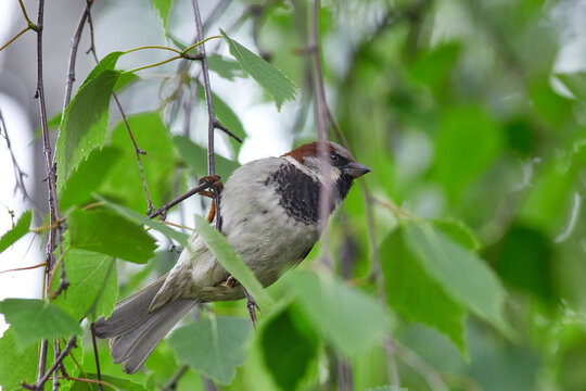 bird on a branch