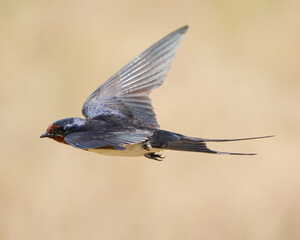 カメラ目線で高速に飛ぶツバメ