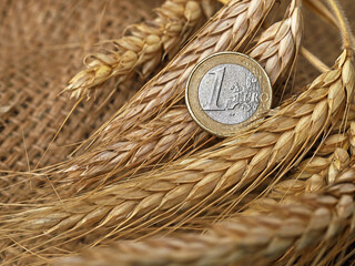 close-up of one euro coin on fresh ears of wheat, concept image of rising wheat price in the future