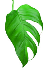 Monstera tropical forest leaves isolated on a white background
