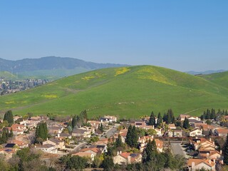 Fototapeta na wymiar Wild mustard blooming in the hills above Dougherty Valley, San Ramon, California