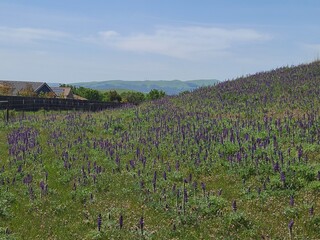 Meadow of Lupine wildflowers in Northern California