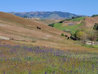 Fototapeta premium Lupine flowers blooming in the Tassajara hills of Northern California