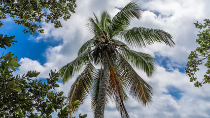 Obraz na płótnie Canvas Palm tree on the background of blue sky and clouds. Green carved leaves are fluttering in the wind. Branches of trees around. Seychelles