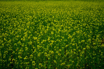 green field of flowers