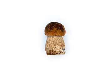 edible white mushroom, isolated on white background, close up