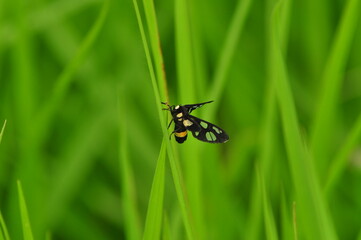 butterfly on green grass