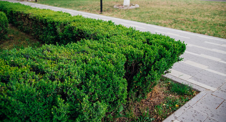 A green hedge in the city. A fence of bushes with juicy foliage. Curly pruning of trees in the park. Landscaping of urban areas.