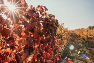 Bright autumn red orange yellow grapevine leaves at vineyard in warm sunset sunlight. Beautiful clusters of ripening grapes. Winemaking and organic fruit gardening. Close up. Selective focus.