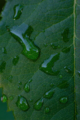 green leaf texture
