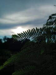 fern in the sun