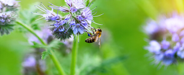 Bee and flower phacelia. Close up of a large striped bee collecting pollen from phacelia on a green...