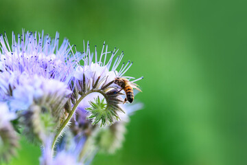 Bee and flower phacelia. Close up of a large striped bee collecting pollen from phacelia on a green...