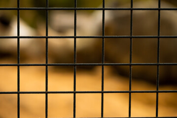 Close-up of an old metal grate and an out-of-focus background with a rhinoceros. Small depth of field.