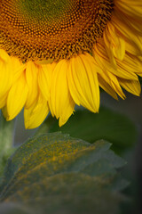 sunflower in the garden