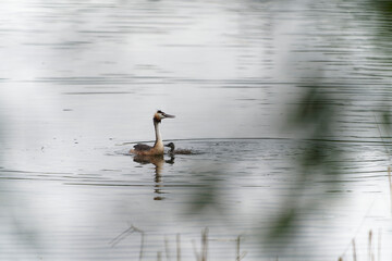 Haubentaucher, Podiceps cristatus, mit Kücken