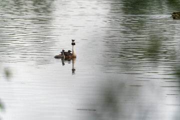 Haubentaucher, Podiceps cristatus, mit Kücken