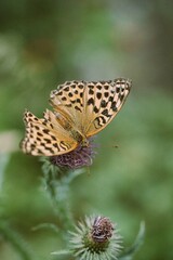 butterfly on a thorn