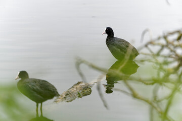 Blässhuhn, Fulica atra