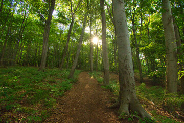 Obraz premium Thüringer Wald bei Bad Liebenstein im Spätsommer