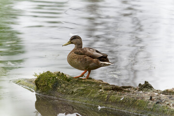 Stockente, Anas platyrhynchos