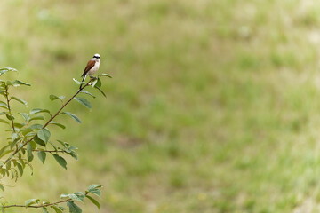 Neuntöter, Lanius collurio