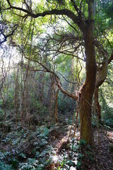 old tree and vines in primeval forest
