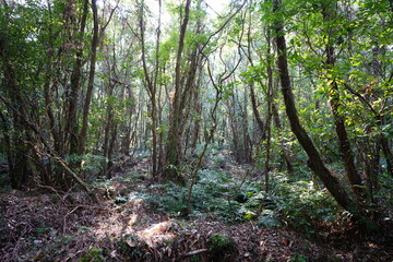 thick wild forest in autumn
