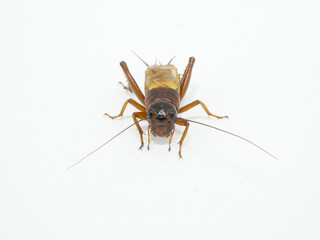 長い触覚のフタホシコオロギ