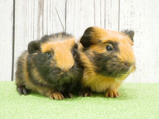 頭につむじがあるクレステッドモルモットの兄弟