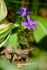 Feldrittersporn, Gewöhnlicher Feldrittersporn,  Consolida regalis, Delphinium consolida