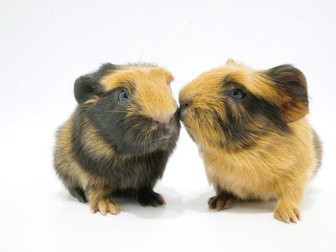 実験動物 Images Browse 251 Stock Photos Vectors And Video Adobe Stock