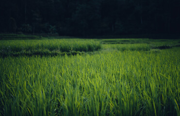 Green rice fild with evening light