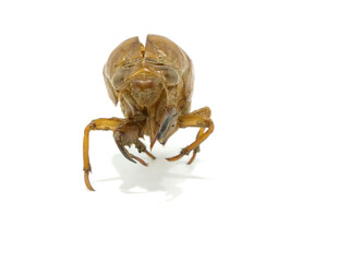 顔のほうから見たセミの抜け殻