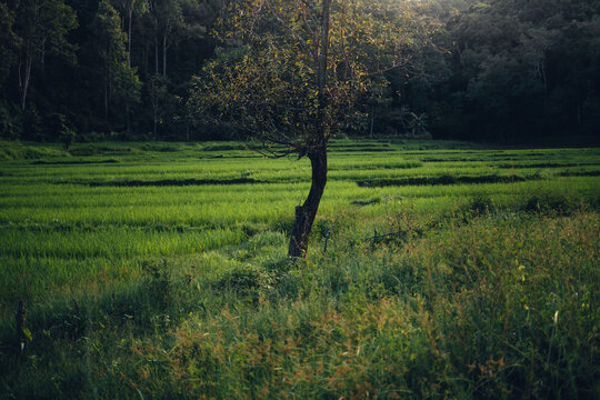 Green rice fild with evening light