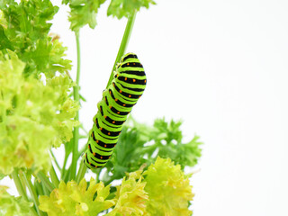 黒い縞模様の入った幼虫