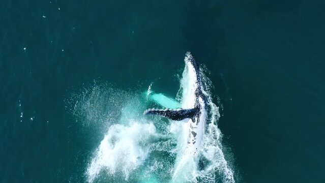 Beautiful Moment, Big Whale Breaches and Slaps Water Surface with Flippers, Drone