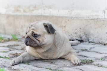 Obraz premium sad dirty dog, pug lying, lost