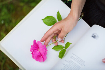 Close up of a woman's hand holding a rose on a book in the park. A graceful female hand lies on a...