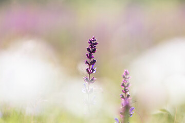 Macro flower lavender abstract shot in Buzau