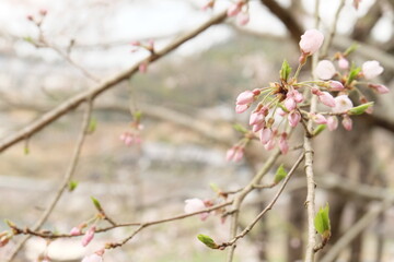 桜の花とつぼみ