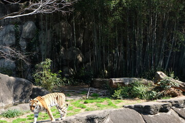 動物園　虎