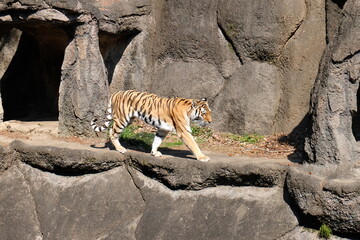 動物園　虎