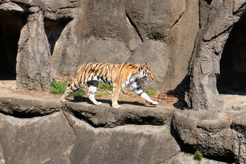 虎　動物園
