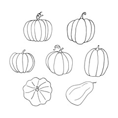 pumpkin set hand drawn in doodle style. vegetable in simple line art.