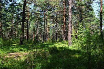 Pine forest on a sunny afternoon at the end of August. The path passes through the forest. Beautiful sunlight and green grass. Forest summer landscape.