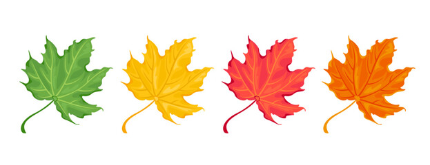 Fototapeta premium Collection of autumn colorful maple leaves. Red, orange, yellow and green fallen tree leaf. Vector cartoon botanical illustration.