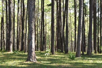 Fototapeta premium Suan Son Bor Kaew or Bo Kaeo Pine Tree Garden is the nams of stunning forest of pine trees with wide grassy areas in Hot district, Chiang Mai, THAILAND.