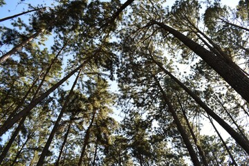 Fototapeta premium Suan Son Bor Kaew or Bo Kaeo Pine Tree Garden is the nams of stunning forest of pine trees with wide grassy areas in Hot district, Chiang Mai, THAILAND.